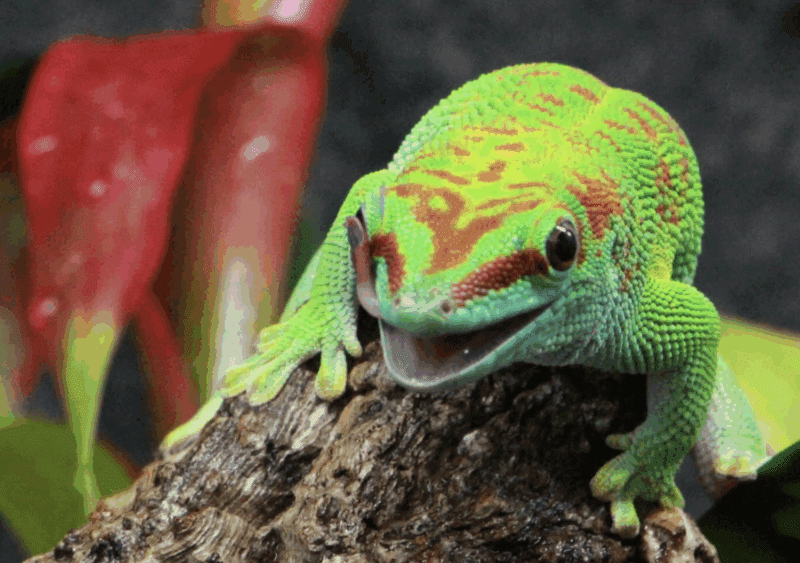 10 of The Oddest Lizards We Spotted at The New Gecko Gallery in Bushwick